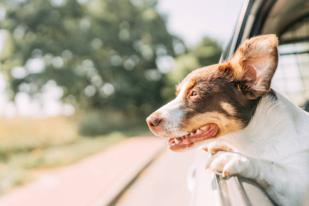 istock Dog on a trip. Leaning out of car window 1272609263