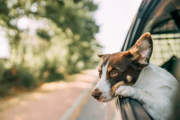 istock Dog on a trip. Leaning out of car window 1272609265