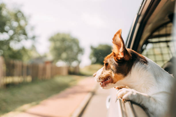 istock Dog on a trip. Leaning out of car window 1272609276