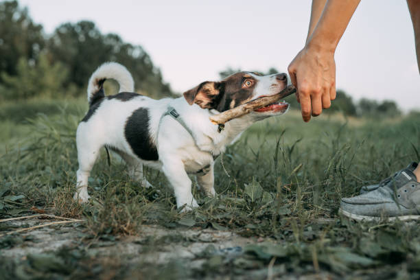 istock Dog playing fetch on a walk. Meadow 1272609278
