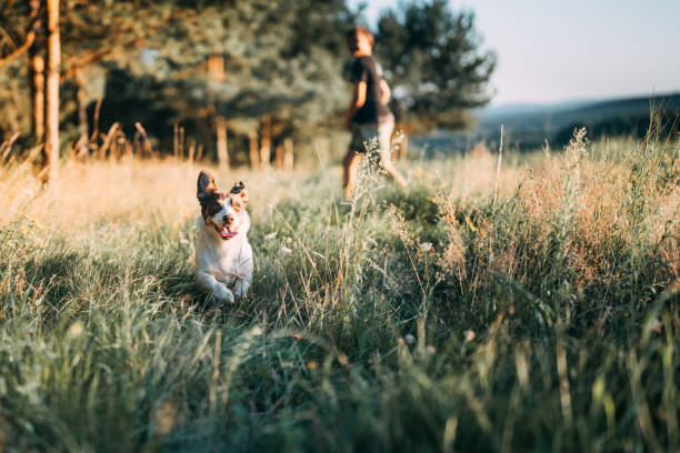 Dog playing on a walk. Meadow Happy dog playing at sunset. dog retrieving running playing stock pictures, royalty-free photos & images