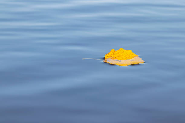 istock Autumn. Yellow leaf in water. Autumn mood 1272609564