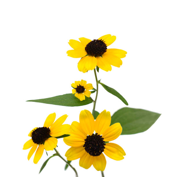 istock Black eyed susan flowers isolated on white background 1272610522