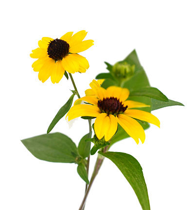 Black eyed susan flowers isolated on white background