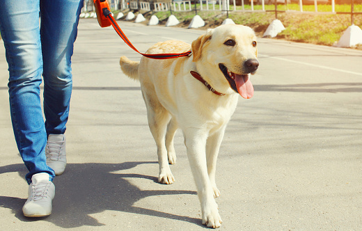 Close up owner and labrador retriever dog walking together in the city