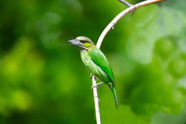 istock Green - eared Barbet 1272612091
