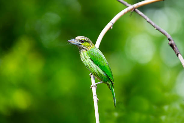 istock Green - eared Barbet 1272612160
