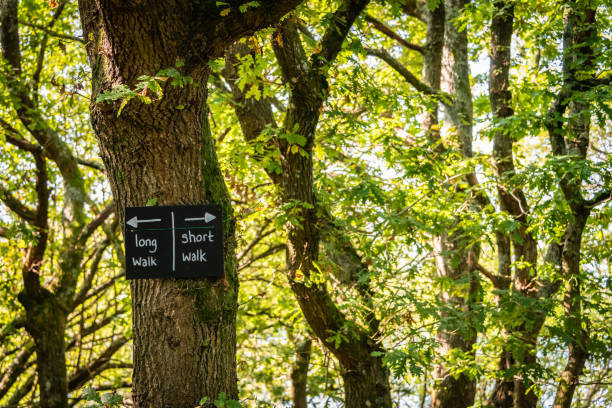 istock Long Walk or Short Walk Sign in a forest 1272612229