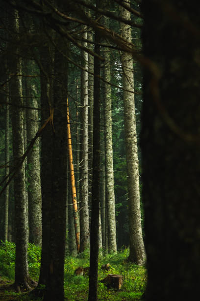 istock Tall pine trunks in the forest, landscapes after rain 1272612386