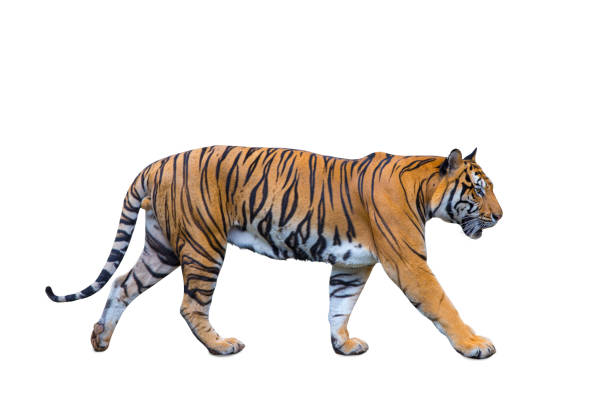 royal tiger (P. t. corbetti) isolated on white background clipping path included. The tiger is staring at its prey. Hunter concept.