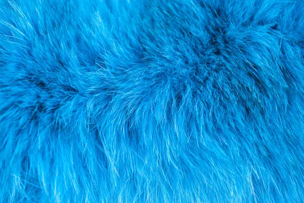 Photo of Azure furry texture. Abstract animal navy blue fur background