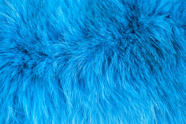 textura peluda azul. fundo de pele azul marinho animal abstrato - furries - fotografias e filmes do acervo