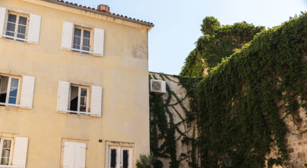 istock Trees overgrown with vines, old town budva, montenegro 1272613779