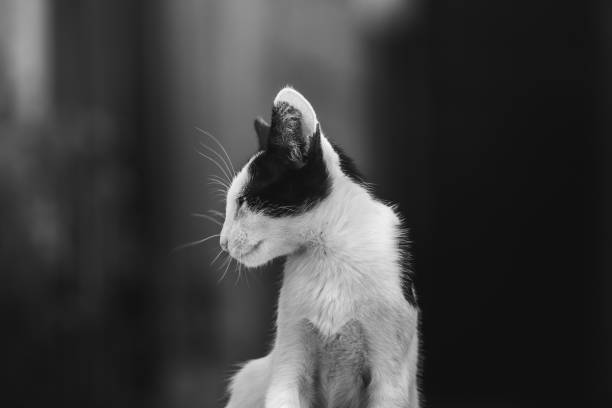 istock Black and white cat bw photo Budva 1272614665