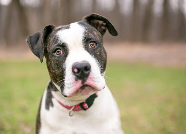 A brindle and white American Bulldog outdoors A brindle and white American Bulldog outdoors listening with a head tilt american bulldog stock pictures, royalty-free photos & images