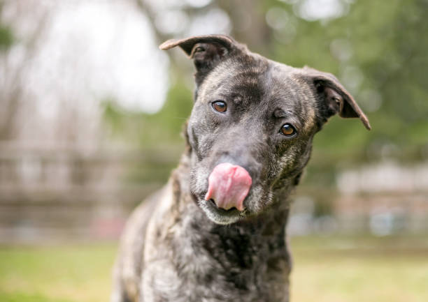 A brindle mixed breed dog licking its lips