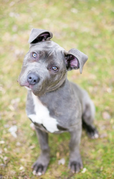 istock A Cane Corso mixed breed puppy looking up at the camera 1272615203