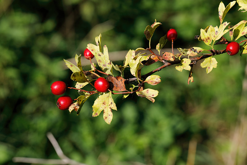 Small round red hawthorn berries are a sign of the onset of autumn. Hawthorn trees (Crataegus monogyna) produce haws, while wild roses produce the red 