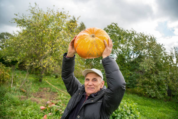 istock man holds in his hands orange pumpkin 1272616035