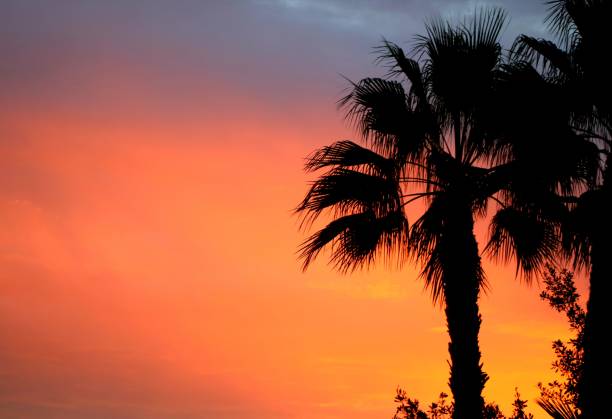 istock Summer Sunrise in Tampa, FL 1272616073