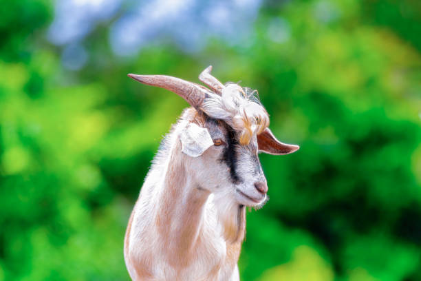 istock Right side face of a goat 1272616159