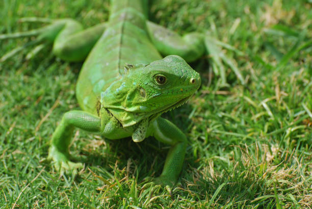 Iguana exposure done in an iguana farm in Roatan, Honduras.
