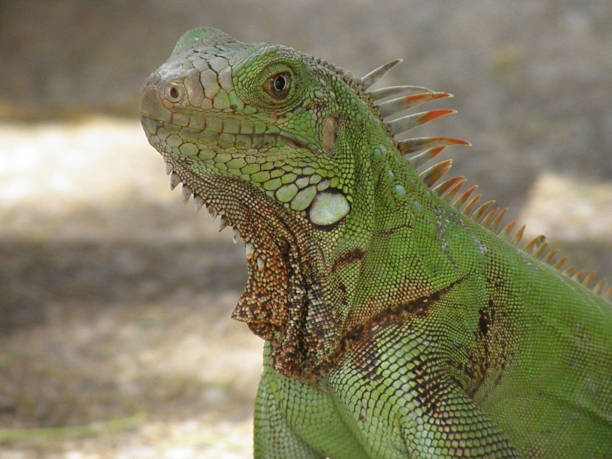 istock Green Common Iguana in Aruba 1272616526