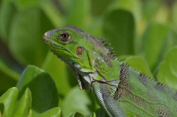istock Green Common Iguana in Aruba 1272616563