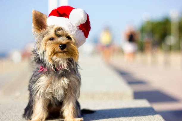 A small Yorkshire terrier puppy sitting on a bench on the coast in a red santa claus hat. New Year and Christmas holidays on the beach with your dog. Pet looking at camera.