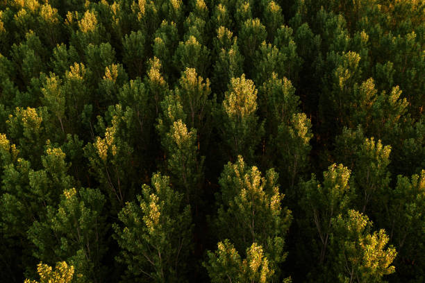 forêt verte d’arbre de tremble de pov de drone - poplar tree treetop forest tree photos et images de collection