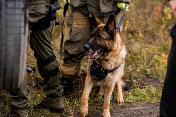 istock A police officer with a service dog 1272619417