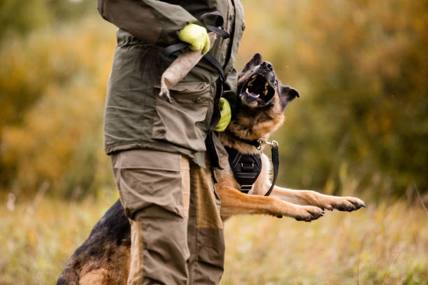 istock A police officer with a service dog 1272619696