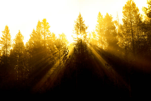 istock Sunbeams sunrays streaming through pine trees in forest with misty fog morning warmth 1272620624