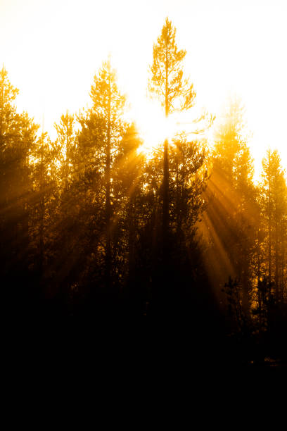 istock Sunbeams sunrays streaming through pine trees in forest with misty fog morning warmth 1272620648
