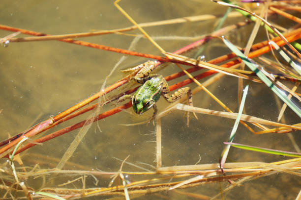 istock Edible frog (Pelophylax esculentus) in a beautiful lake. 1272623705