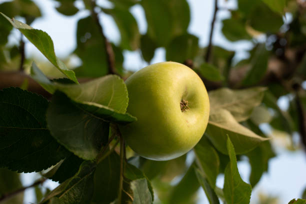Close to ripe green apple fruit on tree branch summer low angle view.