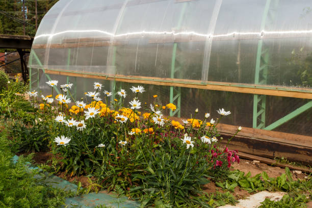 istock A flower bed next to a greenhouse 1272628823