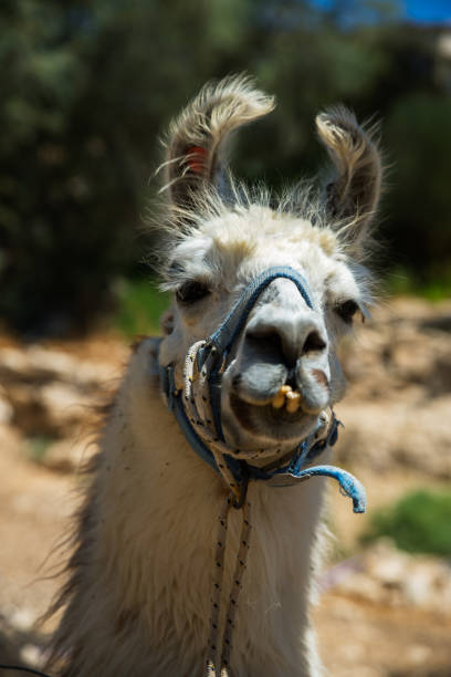 istock Portrait of cute llama with harness 1272629925