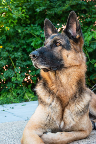 jeune chien de berger allemand adulte s’asseyant dans la vue avant d’angle bas d’arrière-cour - lying on front lying down resting alertness photos et images de collection