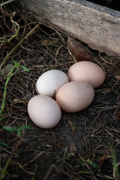 istock Fresh laid chicken eggs in a garden nest in the bush 1272632355