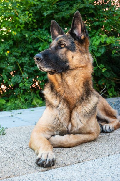 jeune chien de berger allemand adulte s’asseyant dans la vue avant d’angle bas d’arrière-cour - lying on front lying down resting alertness photos et images de collection