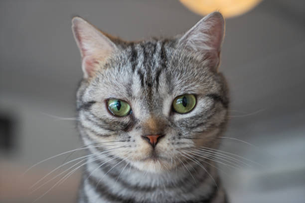 istock American shorthair indoor pet cat 1272633236