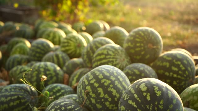 A pile of watermelons