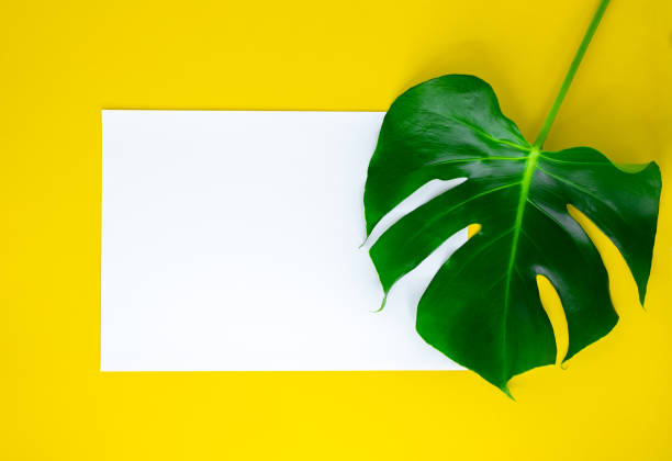 istock Tropical leaf laying on white paper. Yellow background. 1272635598