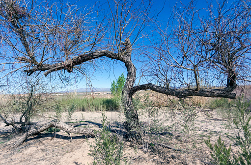 Withered mesquite tree in Arizona desert.