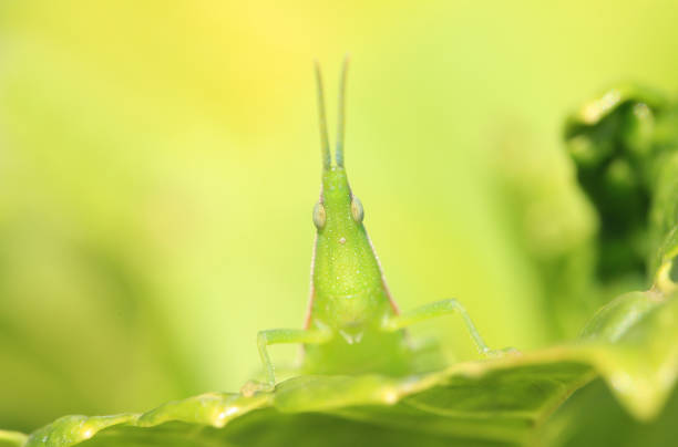 메뚜기 - giant grasshopper 뉴스 사진 이미지