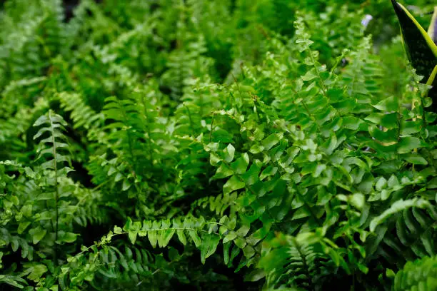 Photo of Nephrolepis green close-up. Sale in the store. Selective focus