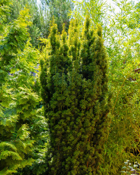 Tall yew bush Taxus baccata Fastigiata Aurea (English yew, European yew) on a blurred background of green evergreens. Selective focus. Evergreen landscaped garden. Nature concept for design. Tall yew bush Taxus baccata Fastigiata Aurea (English yew, European yew) on a blurred background of green evergreens. Selective focus. Evergreen landscaped garden. Nature concept for design. taxus baccata fastigiata stock pictures, royalty-free photos & images