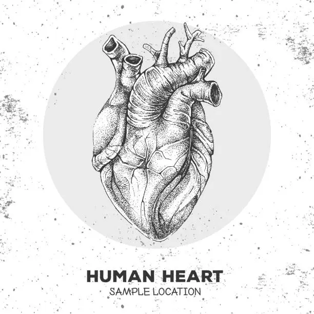Vector illustration of Realistic hand drawing vector illustration of human heart.