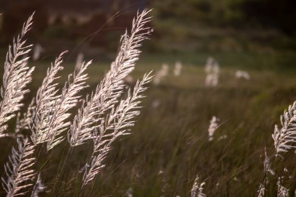 istock Saccharum Spontaneum or Kash Phool, Also Known as Kans Grass, Wild Sugarcane with Selective Focus and Copy Space 1272640344